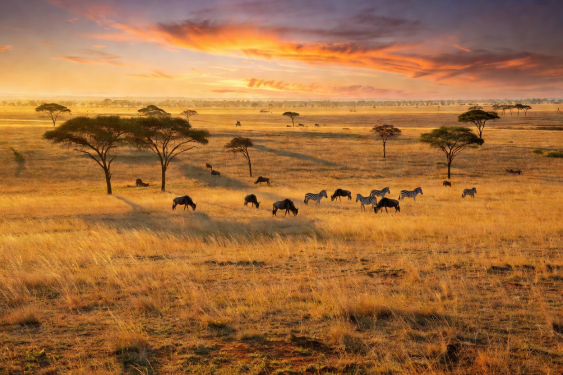 Safari reserve vast grassland with dramatic cloud cover in Serengeti